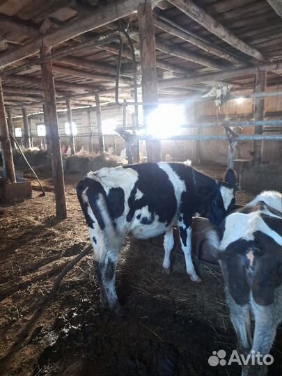 Бычки и телята