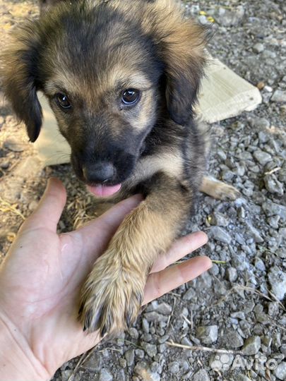 Щенок в добрые руки бесплатно