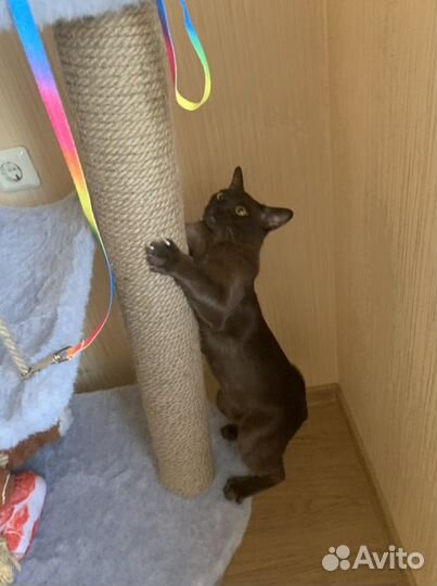 Вязка бурманский кот