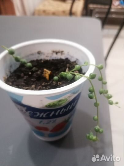 Комнатные растения цветы