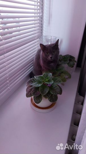 Британская короткошерстная кошка