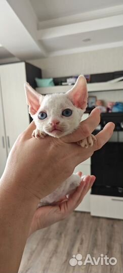 Котята девон-рекс