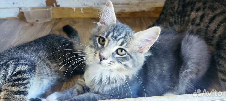 Шикарный серый котенок 3,5 мес