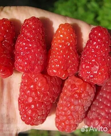 Малина Брянское Диво (ремонтантная)