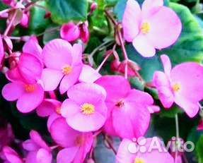 Кампанула, бегония глуар де лоррен