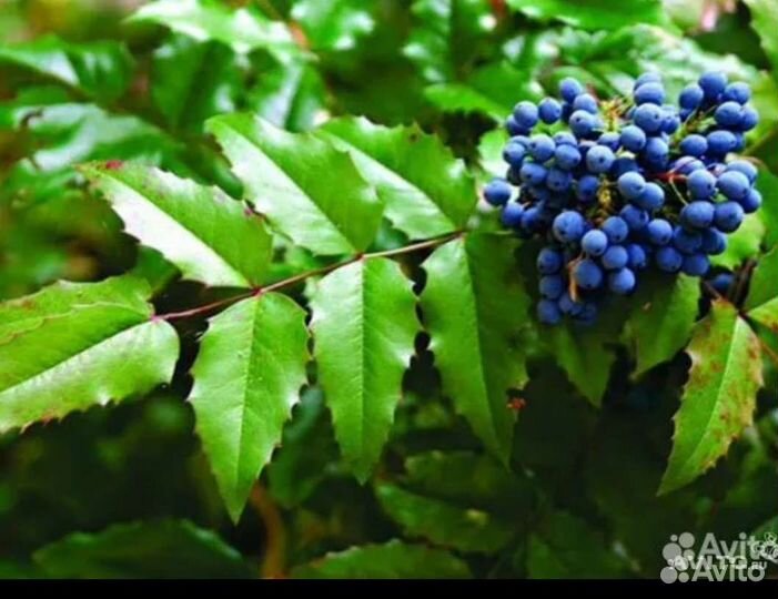 Магония падуболистная