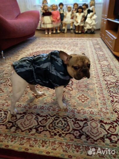 Пошив одежды для собак и кошек