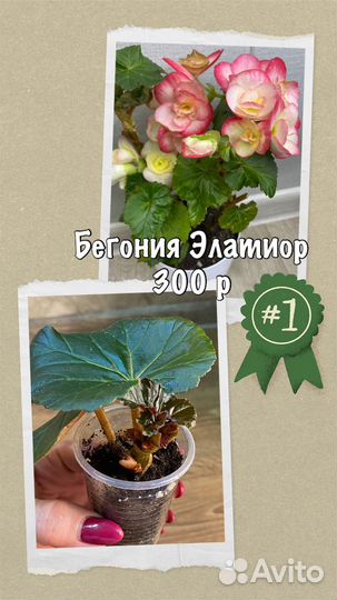 Комнатные цветы