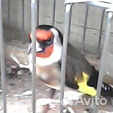 Щеглы обдержаные