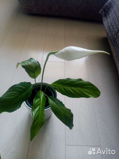 Спатифиллум