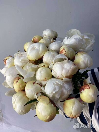 Пион доктор бретур