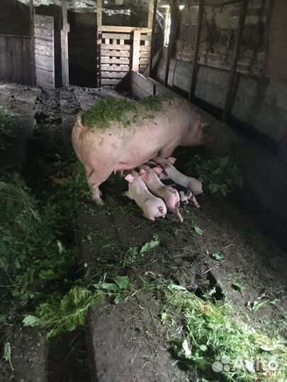 Поросята ландрас