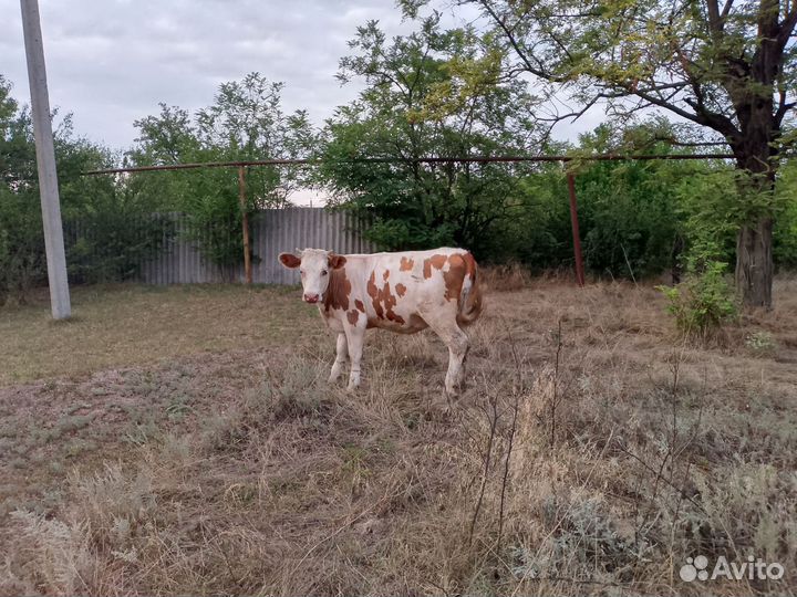 Корова дойная