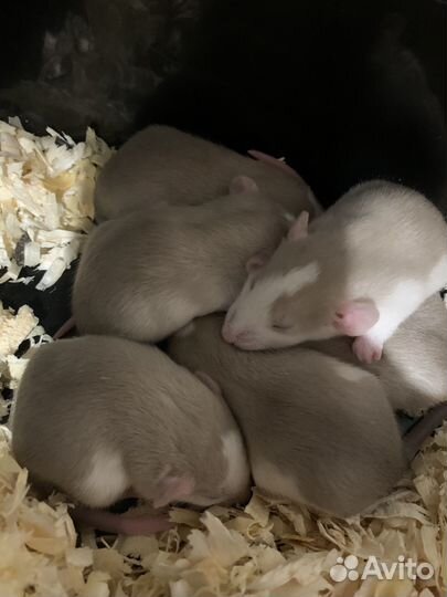 Крысята Дамбо