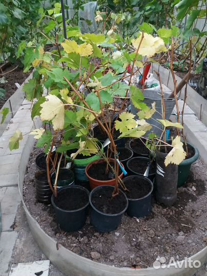 Виноград в Подмосковье