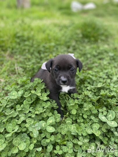 Щенок в добрые руки