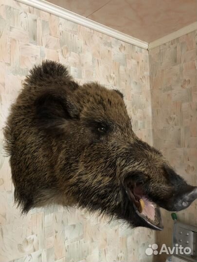 Продам чучело