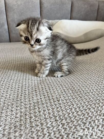 Шотландская кошка