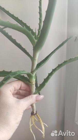 Алоэ столетник