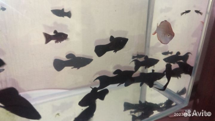 Настоящие Черные моллинезии