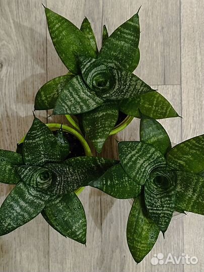 Сансевиерия