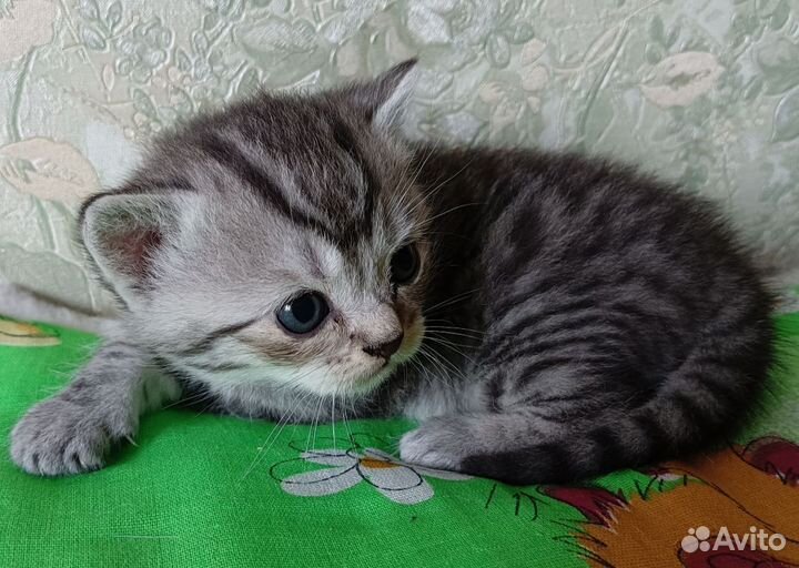Котенок девочка британка в добрые руки