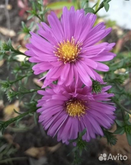 Маргаритка