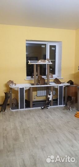 Когтеточка опт