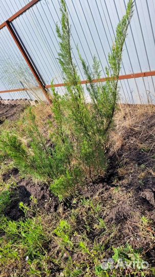 Можжевельник огромные кусты