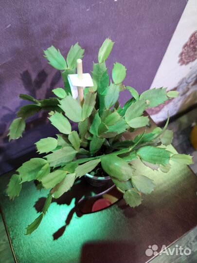 Декабрист Шлюмбергера