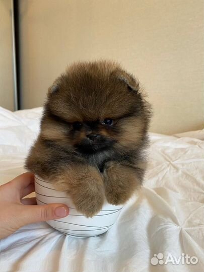 Померанский шпиц мини