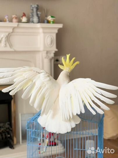 Попугай какаду