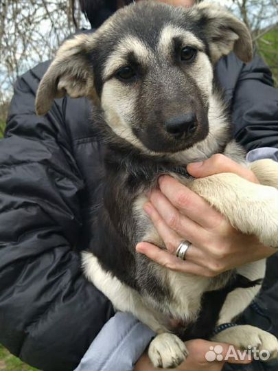 Щенки в дар