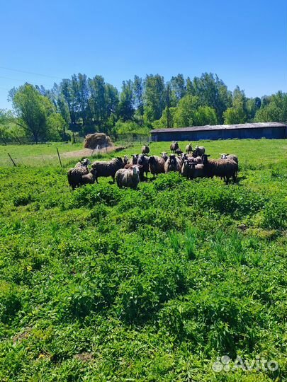 Овцы и баран