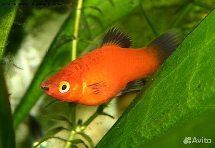 Аквариумные рыбки
