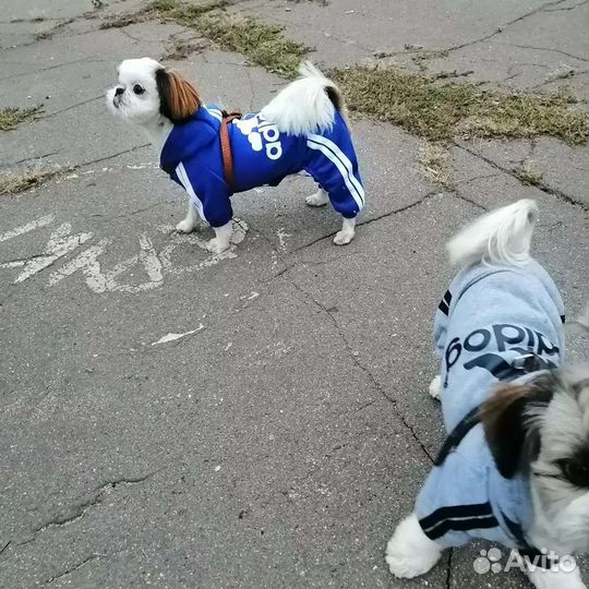 Щи-тцу вязка