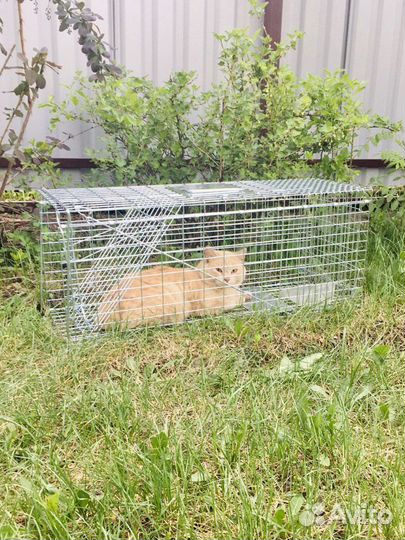 Котоловка, кошколовка, живоловка в аренду