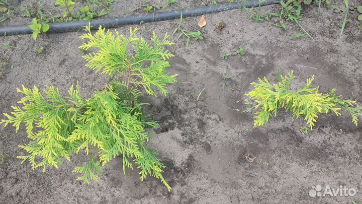 Туя шаровидная
