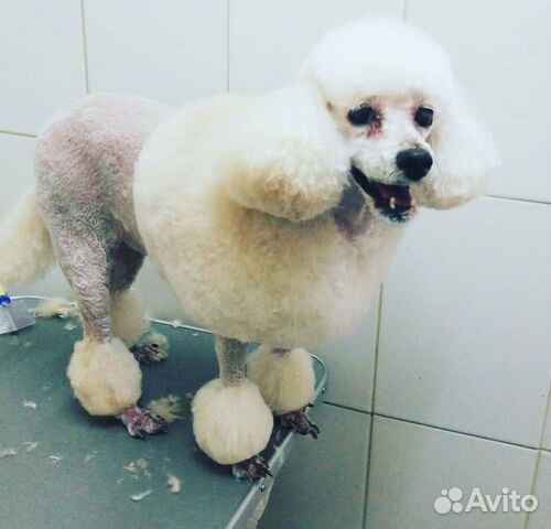 Стрижка грумер собак и кошек, УЗ чистка зубов