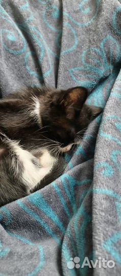 Отдам бесплатно