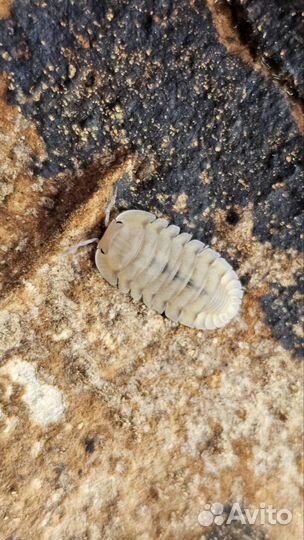 Мокрицы (изоподы)