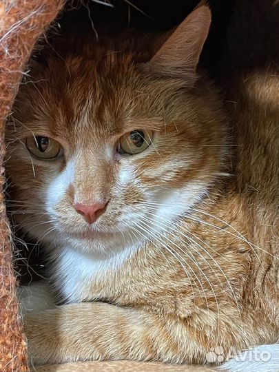 Отдам кота в добрые руки