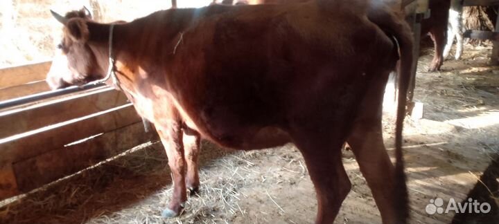 Коровы телята бычки