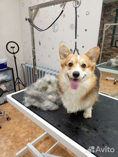 Груминг животных