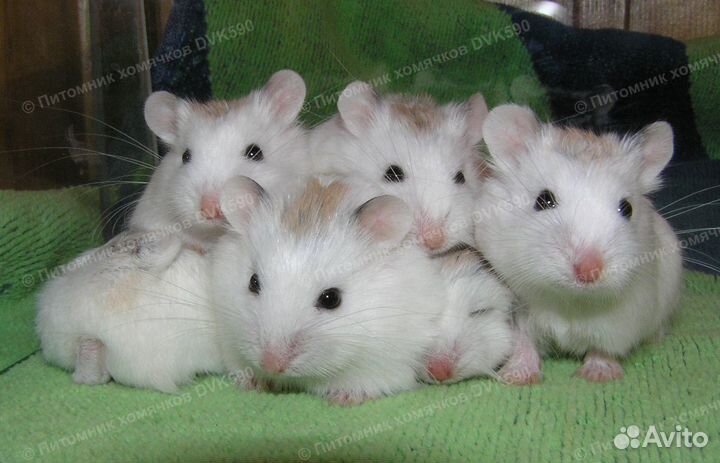 Беленький хомячок, питомник