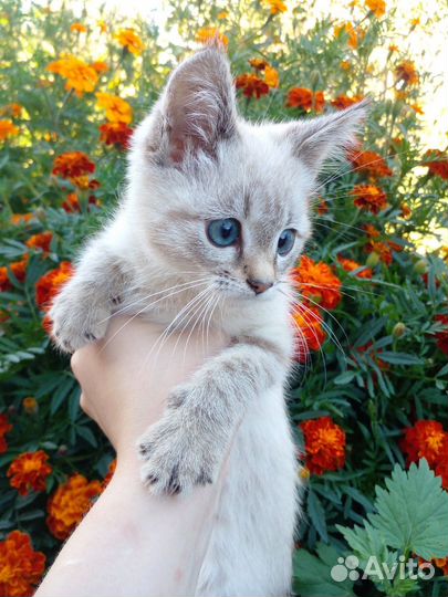 Котёнок в добрые руки, девочка