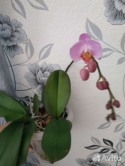 Орхидея фаленопсис