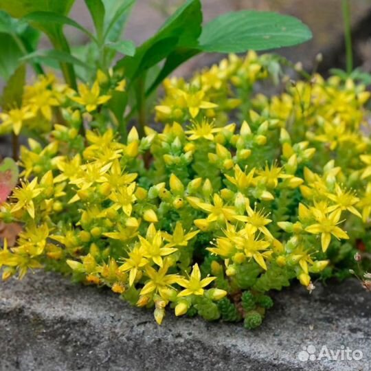 Многолетники для сада цветы