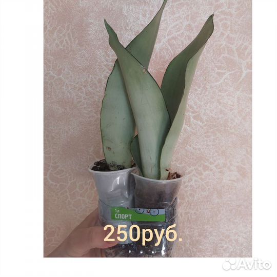 Сансевиерия Муншайн