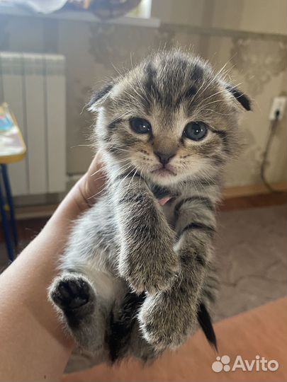 Продаются шотландские котята